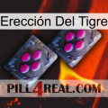 Erección Del Tigre 01